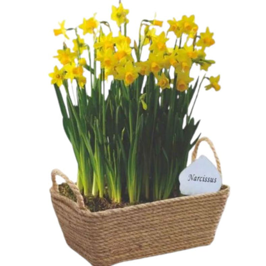 Basket of Yellow Narcissus