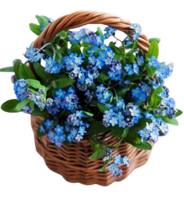 Blue Forget-Me-Not Flowers in Basket