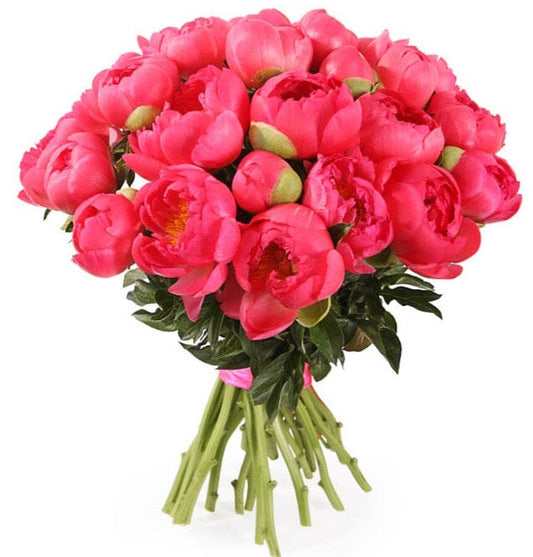 Bouquet of Coral Peonies