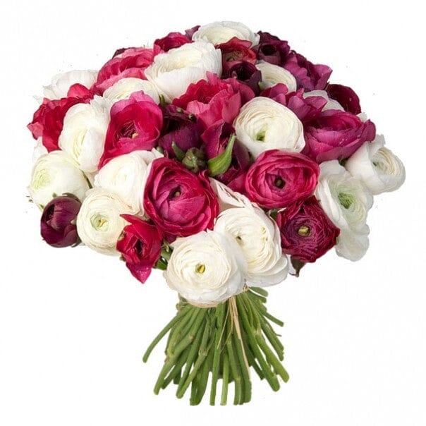 Bouquet of White & Cerise Ranunculus