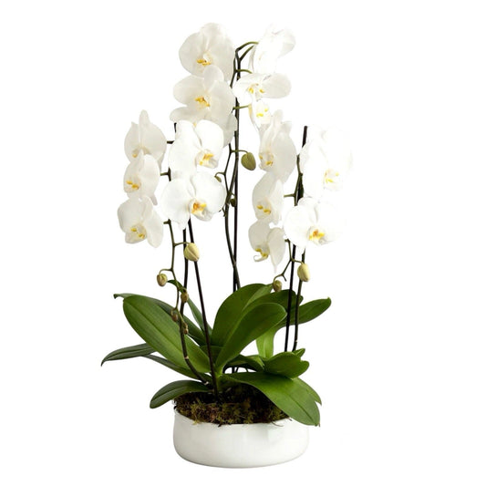 Classic Phalaenopsis Orchids Pot