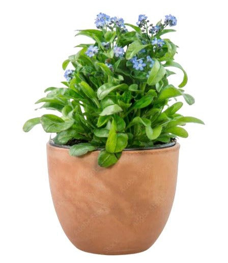 Classic Potted Blue Forget-Me-Not Plant