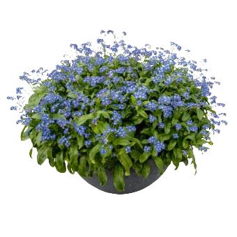 Elegant Ceramic Pot Arrangement with Blue Forget-Me-Not Plants