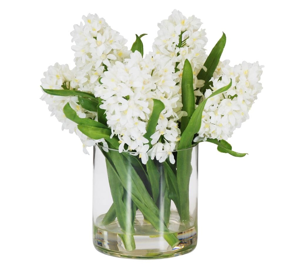 Hyacinth in Round Pot