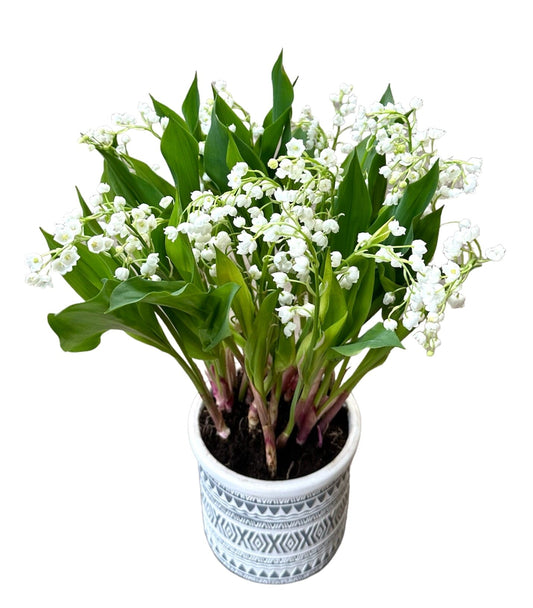 Lily of Valley in a Pot