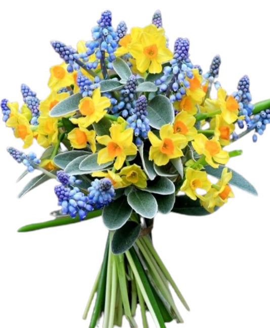 Narcissus and Muscari Bouquet