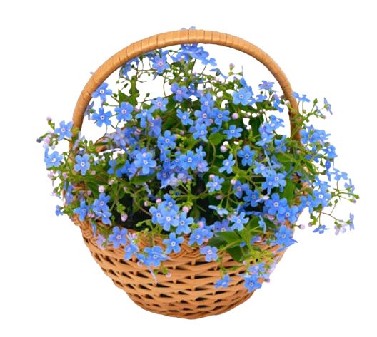 Plants Blue Forget-Me-Not in Basket