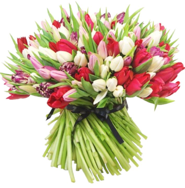 White and Pink to Red Tulips Bouquet