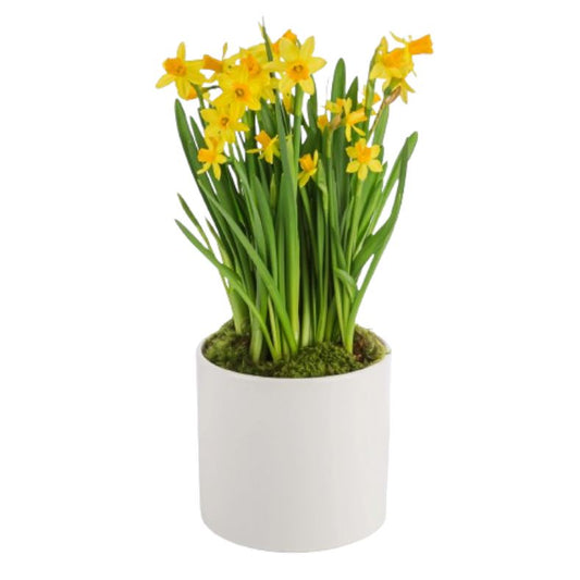 Yellow Narcissus in Pot