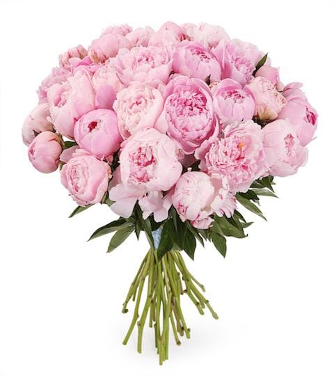 24 light pink peonies same day delivery