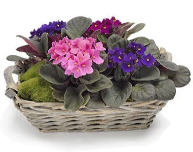 A Basket of African Violet