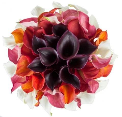 Amazing Calla Lily Rainbow Bouquet