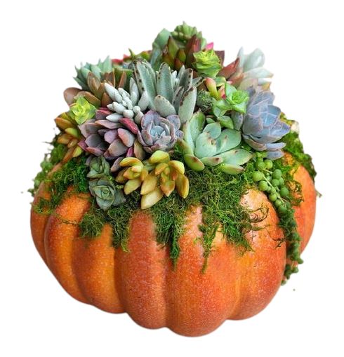 Amazing Succulent Pumpkin Arrangement