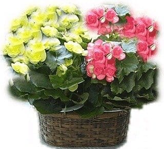 Basket of Duo Begonia Plants
