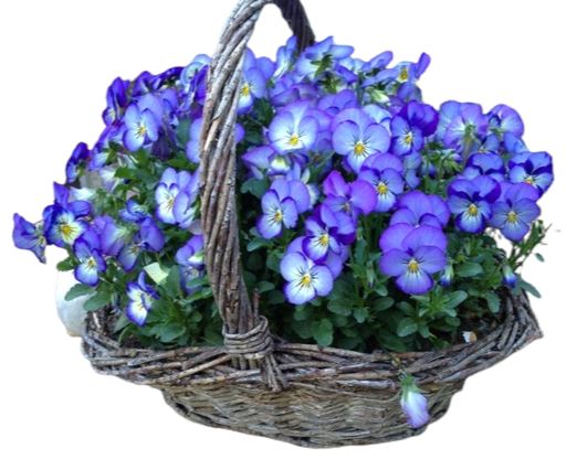 Basket of Pansy Plant Flowers