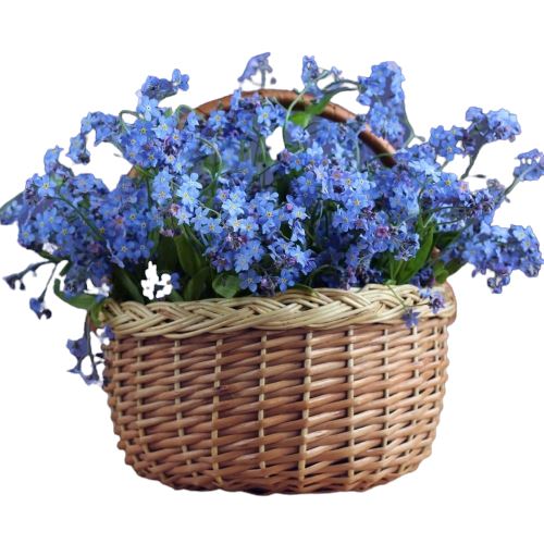 Blue Forget-Me-Not in Basket