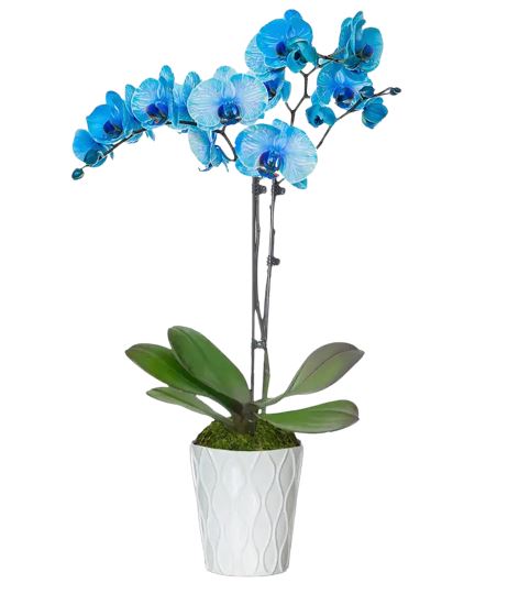 Blue Phalaenopsis Orchids In Ceramic Pot