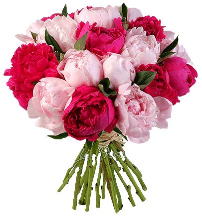 Bouquet of Cerise and Pink Peonies