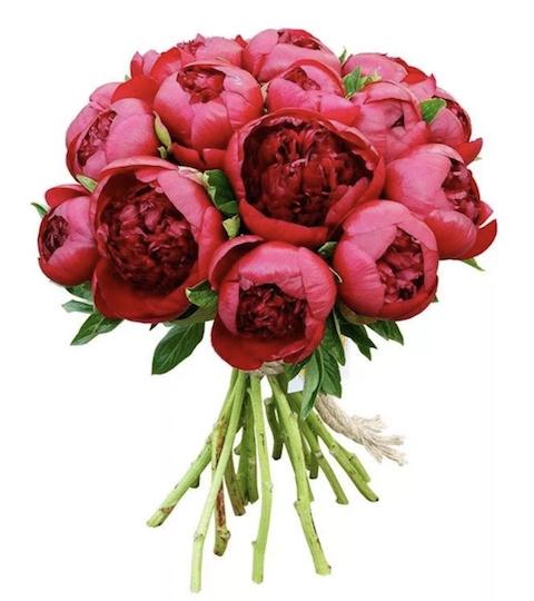 Bouquet of Red Peonies