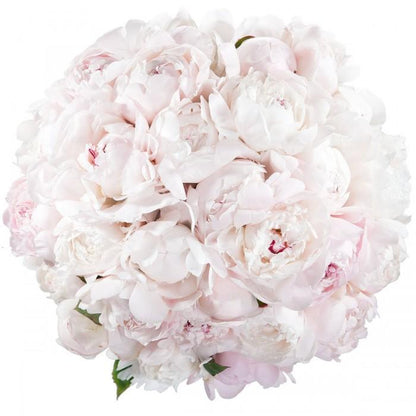 Bouquet of White Peonies