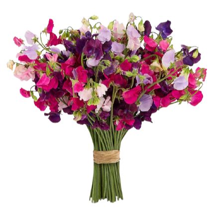 Charming Sweet Pea Bouquet
