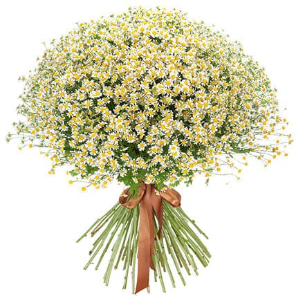 Cheerful Daisy Tanacetum Bouquet