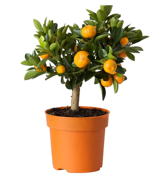 Citrus Calamondin Orange Tree