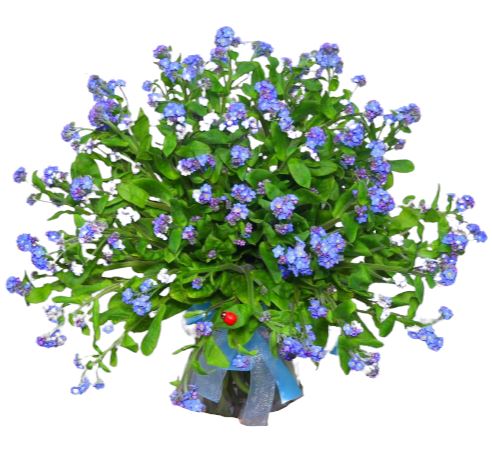 Classic Blue Forget-Me-Not Bouquet