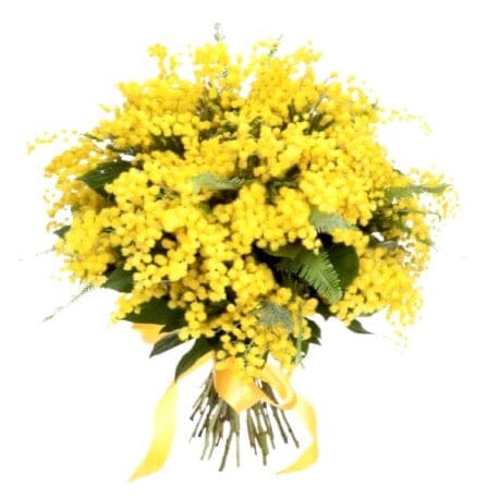 Classic Mimosa Bouquet