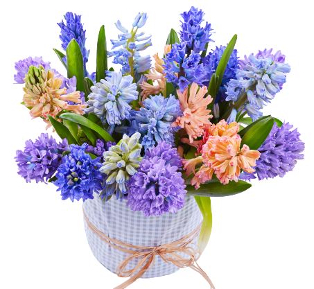 Colorful Hyacinth Box