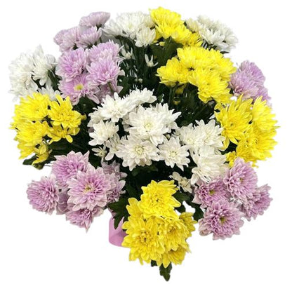Colourful Queen Chrysanthemum Bouquet