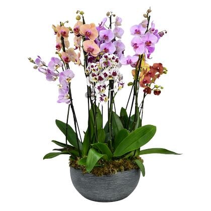 Fabulous Colourful Phalaenopsis Orchids Pot