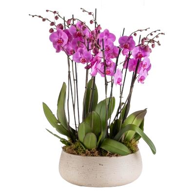 Fabulous Phalaenopsis Orchids Pot