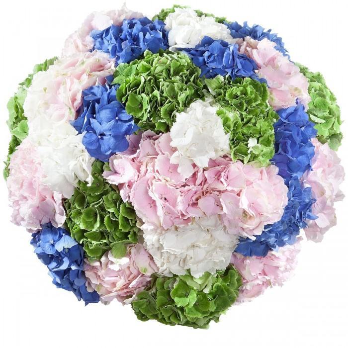 Four Colors of Hydrangea Bouquet