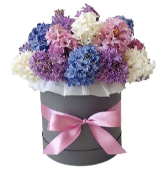 Four Colours of Hyacinths Box