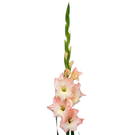 Gladiolus Bouquet with Green Bell