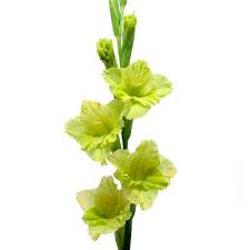 Gladiolus Bouquet with Green Bell