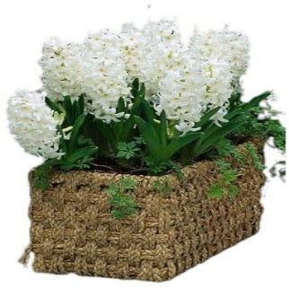 Hyacinth in Rectangle Basket