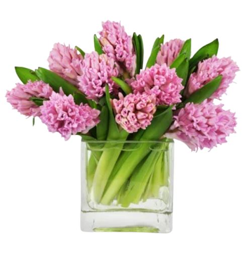 Hyacinth in Square Glass Pot