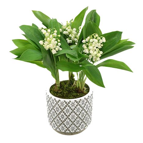Lily of Valley in a Pot