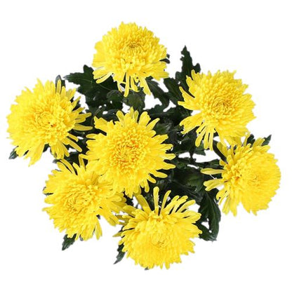 Luxury Yellow Chrysanthemum Bouquet
