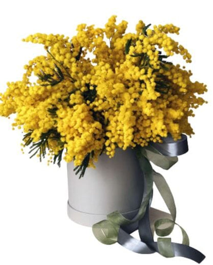 Mimosa Scented Box