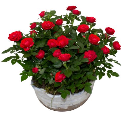 Mini Roses Arrangment Pot
