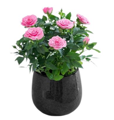 Mini Roses Plant in Pot