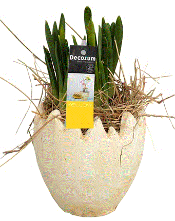 Narcissus Easter Pot