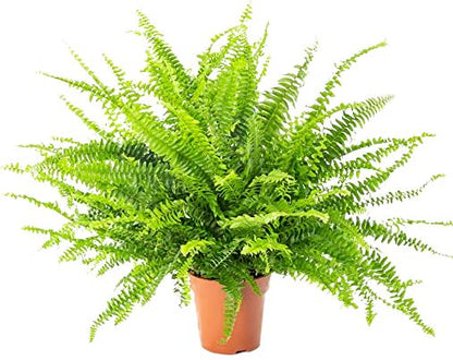 Nephrolepis Green Moment Plant