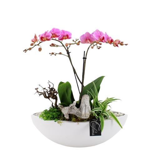 Phalaenopsis Arrangement Elliptic Pot