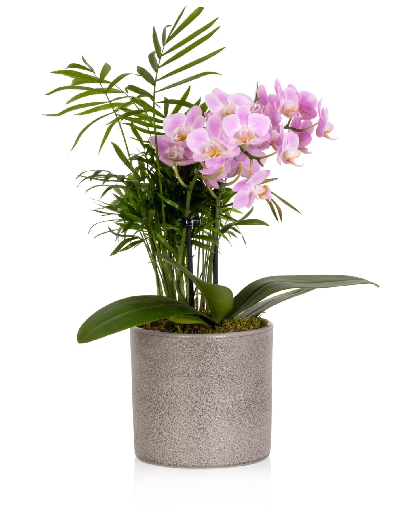 Phalaenopsis Pot Arrangement