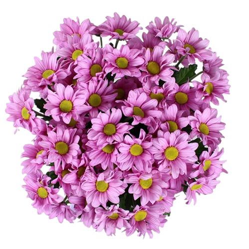 Pink Daisy Chrysanthemum Bouquet