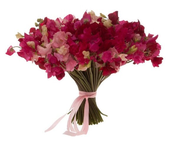 Red and Pink Sweet Pea Bouquet